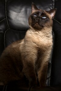 Siamese male portrait photo