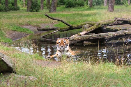 Animal wild nature