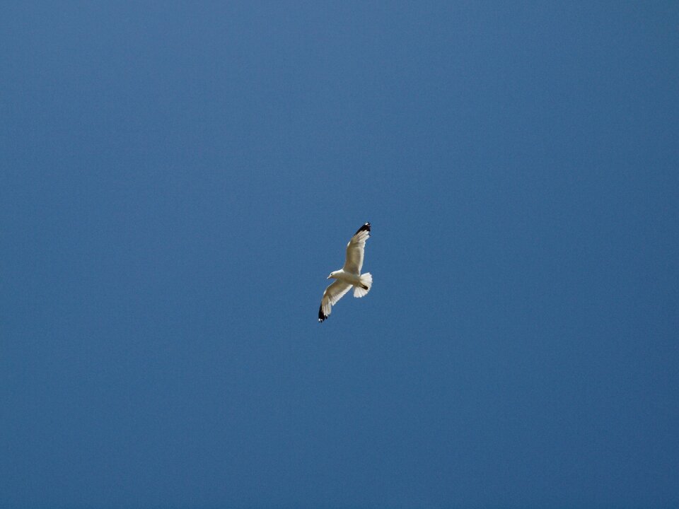 Flying blue sky harmony photo