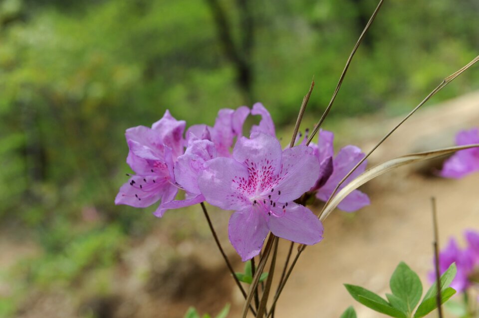 Flowers mountain hwasaham