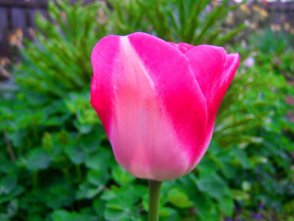 Pink tulips spring flower garden photo