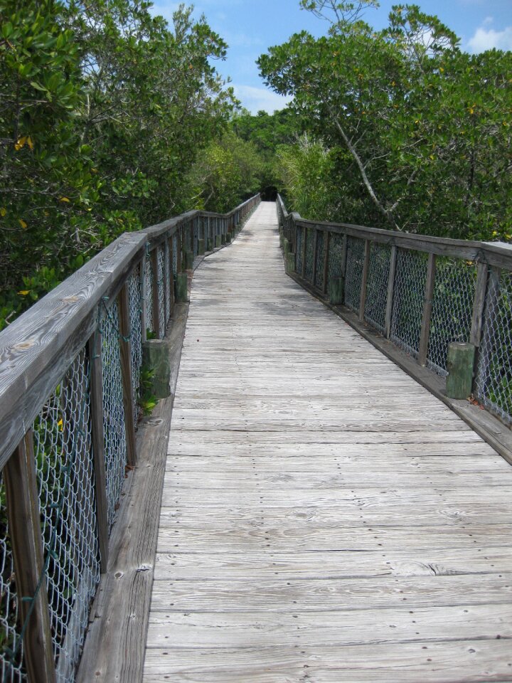 Path nature crossing