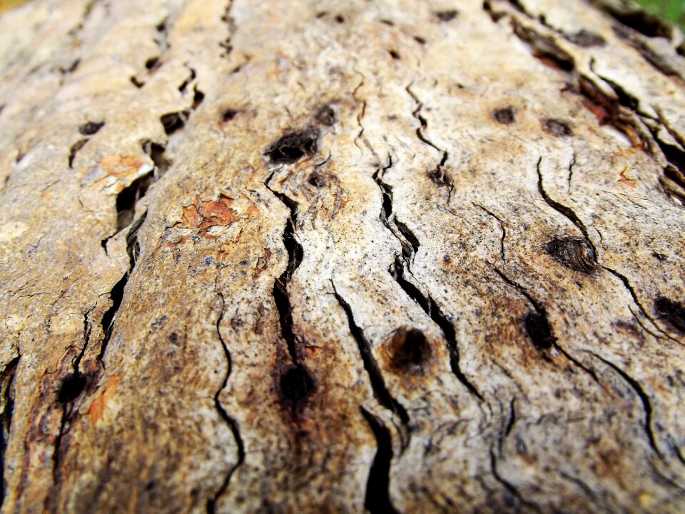 Macro closeup nature