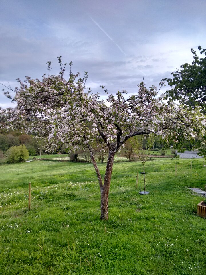 Flowering tree spring manzano