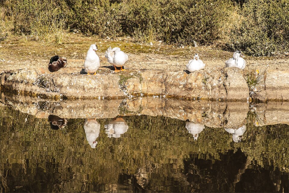 Landscape water reflection