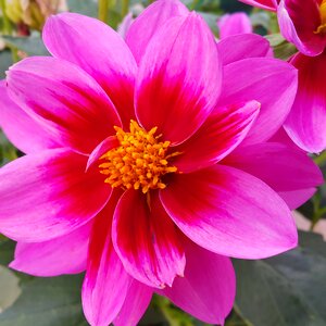 Rosa nature flowers