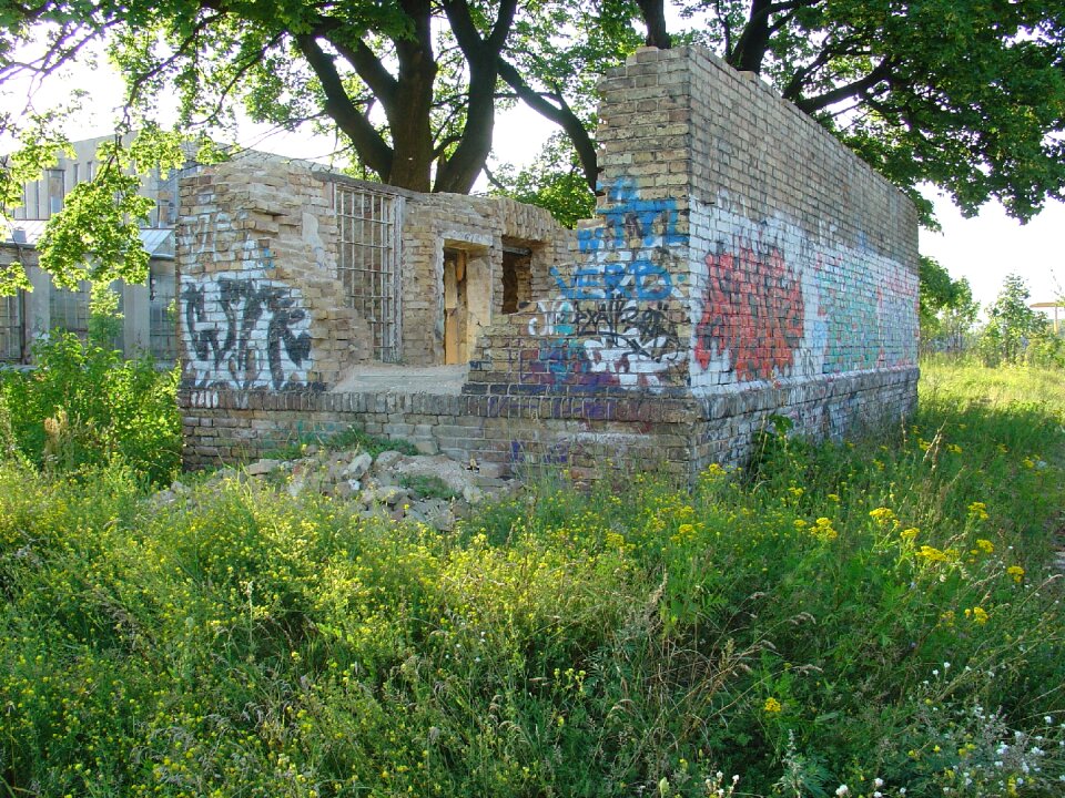 Tree lake dusia the ruins of the