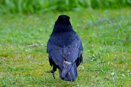 Black bill feather