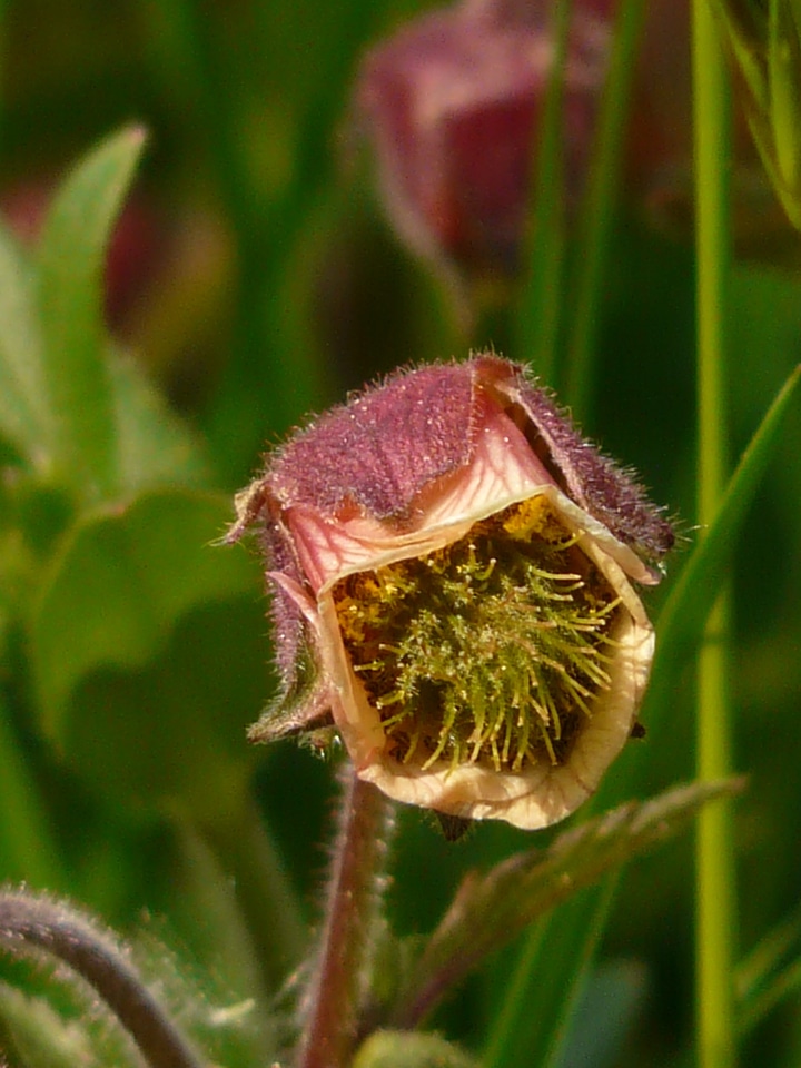 Bloom red violet