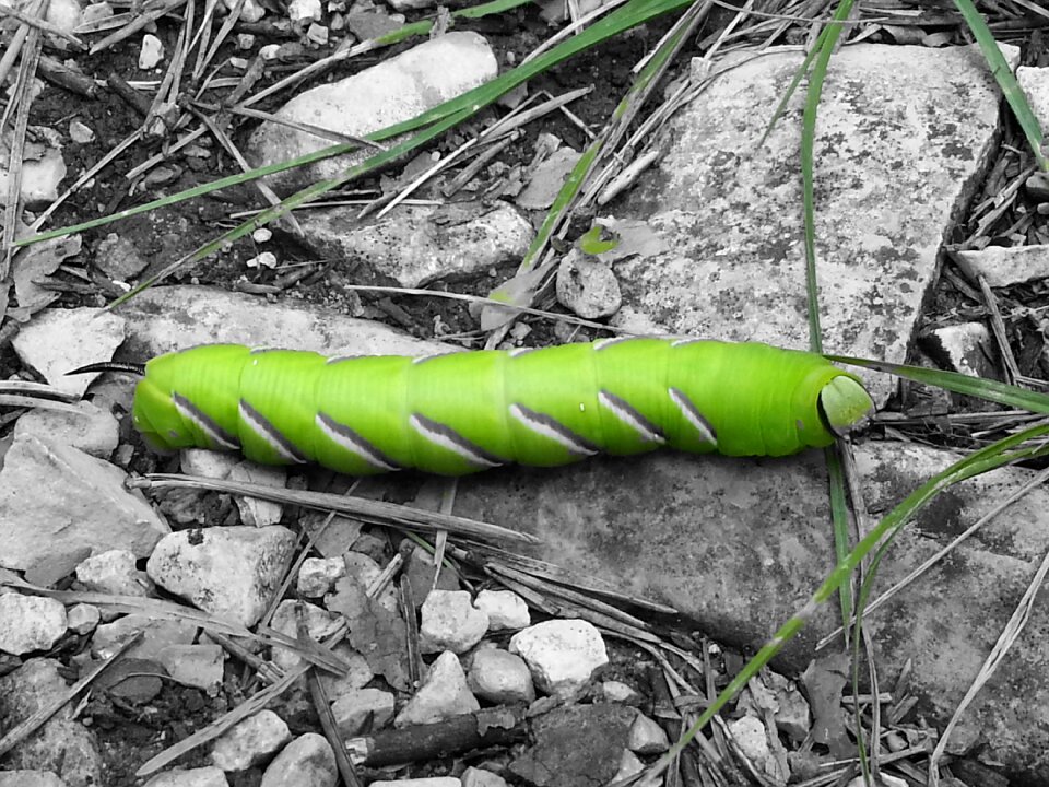 Nature bug nature reserve