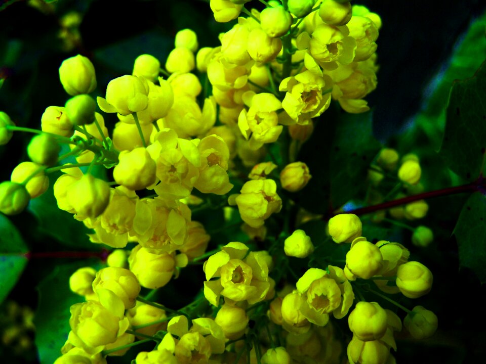 Mahonia yellow flower spring