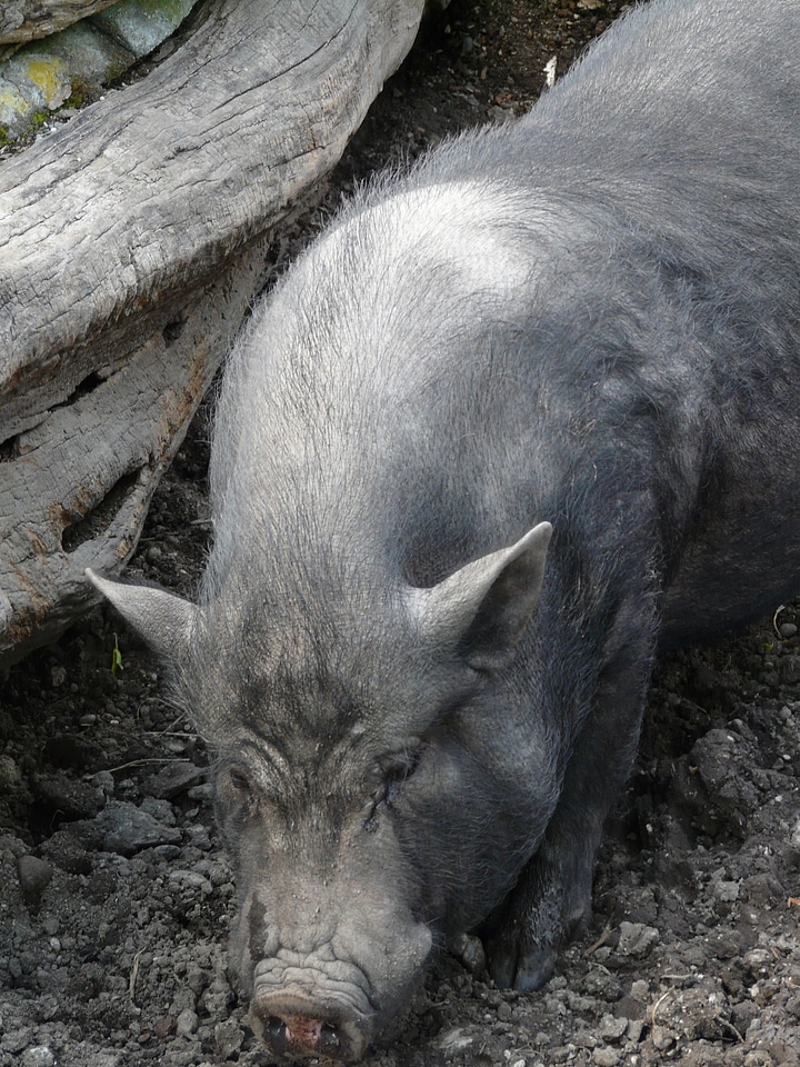 Dwarf hausschwein animal creature