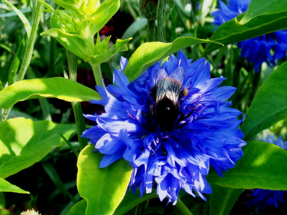 Nature garden summer