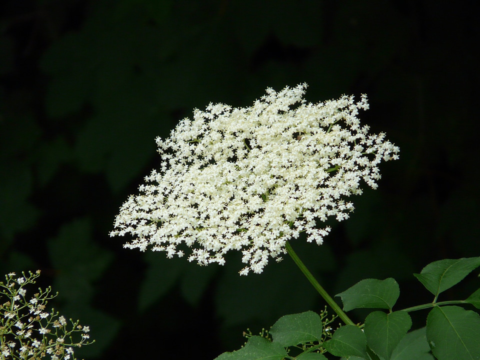 Black elderberry elder bush