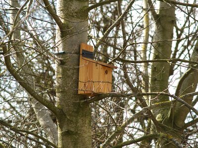 Spring nest tree