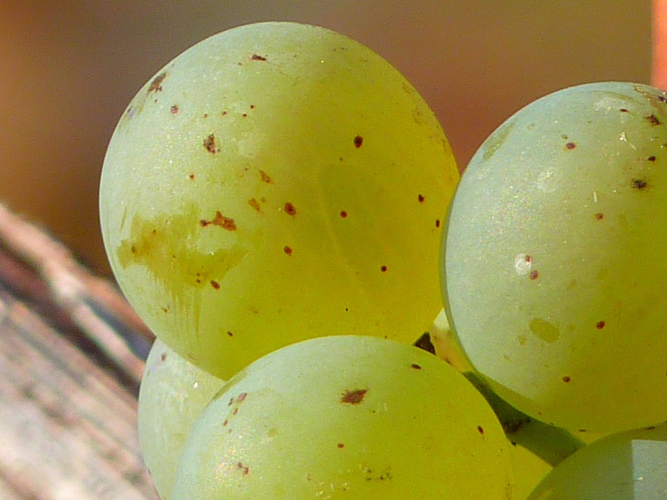 Vine cultivation wine