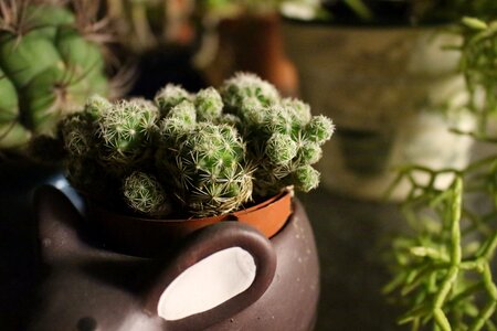 Green succulent