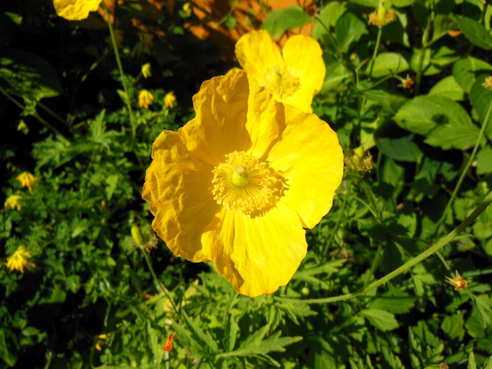 Forest poppy flover nature