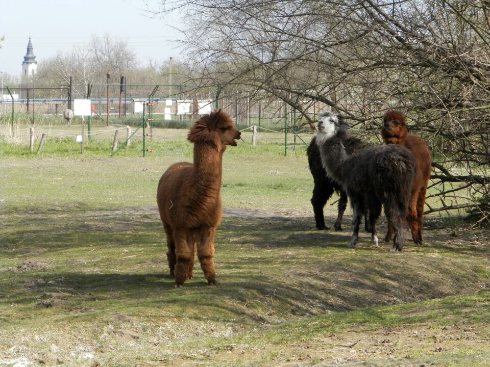 Alpaca zoo camelids