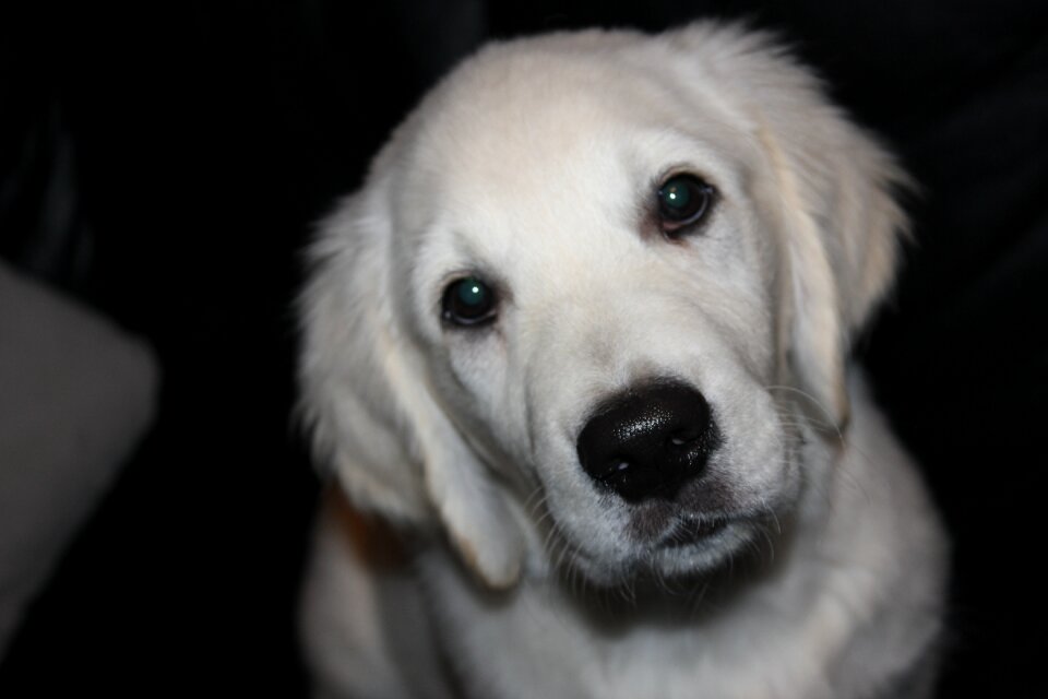 Dog puppy golden retriever