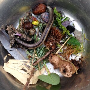 Cauldron slow-worm photo