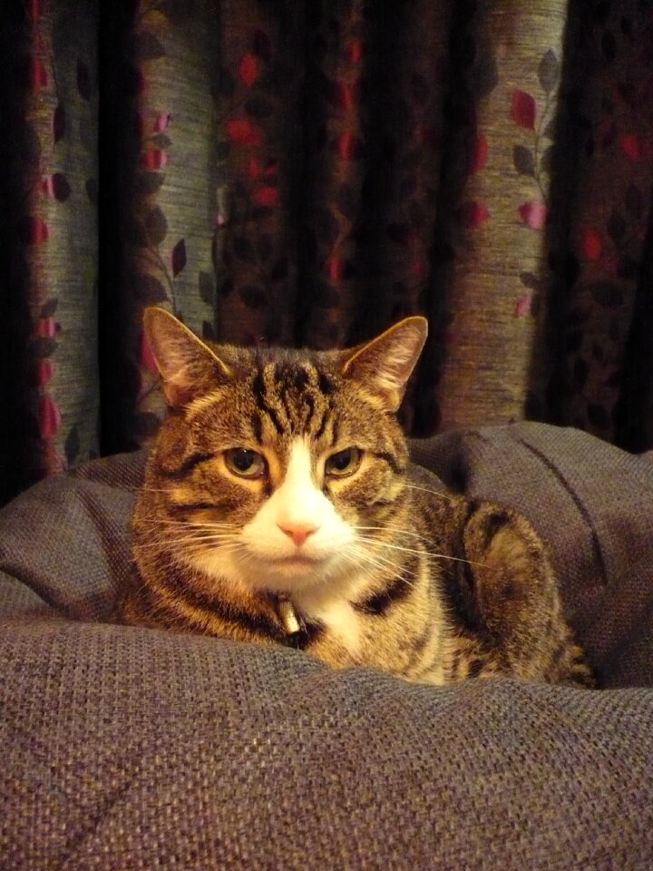 Pet striped