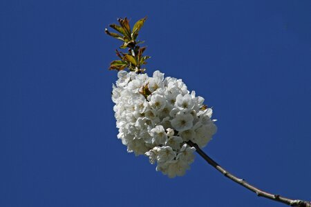 Blossom spring awakening white photo