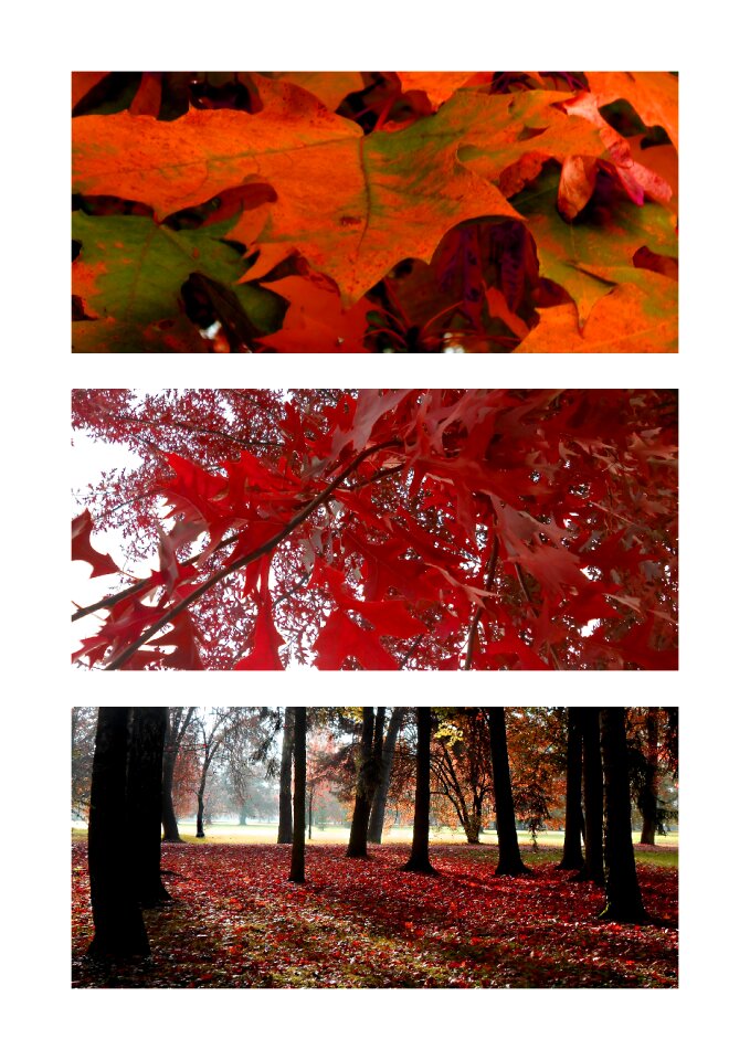 Trees autumn leaves nature photo