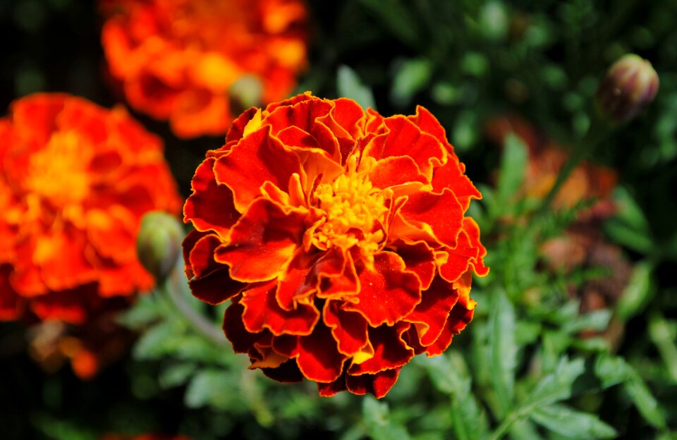 Bloom plant flower
