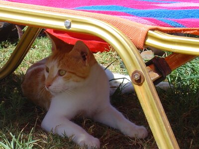 Summer greece cat
