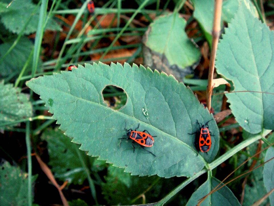 Black nature animal world