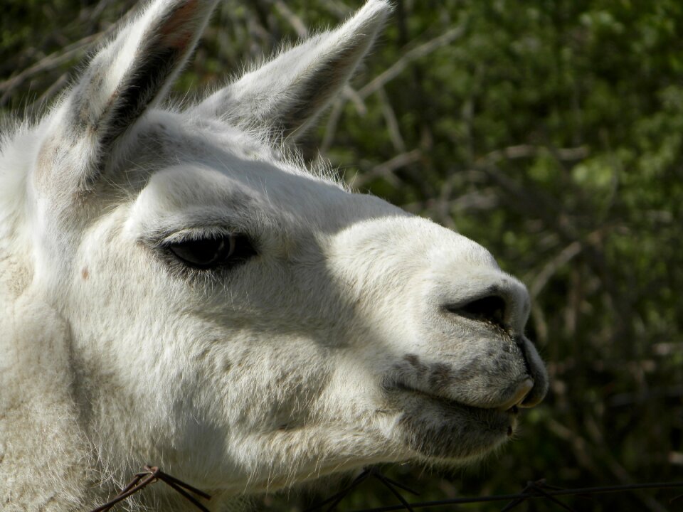 Lama white zoo