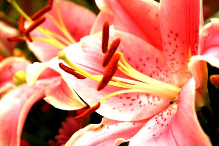 Pink flower decoration ikebana photo