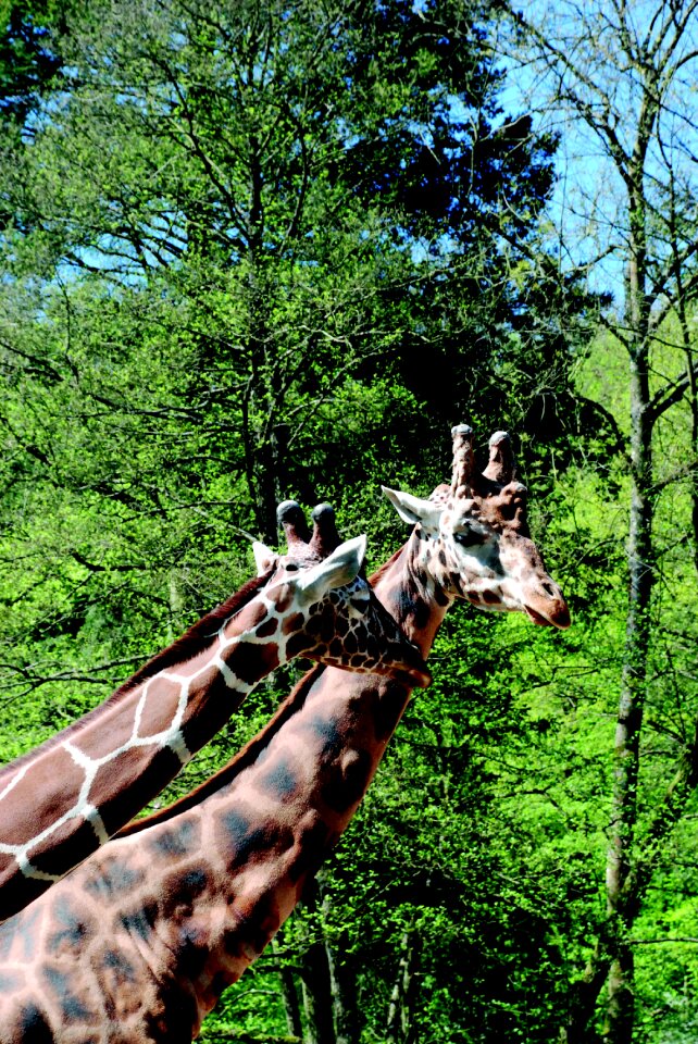Africa pattern reticulated giraffe