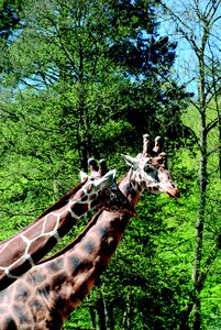 Africa pattern reticulated giraffe photo