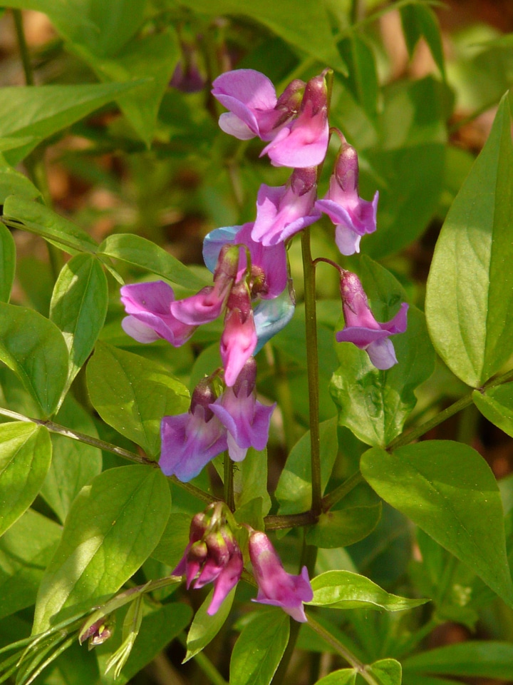Wild plant flower blossom