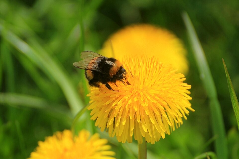 Taraxacum sect ruderalia weed pointed flower
