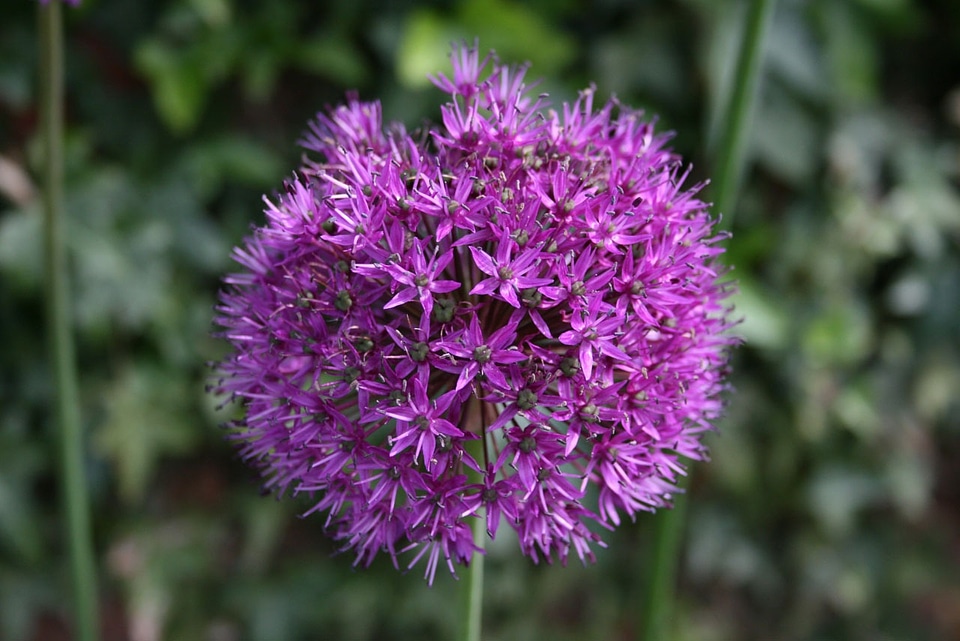 Stunning garden plants