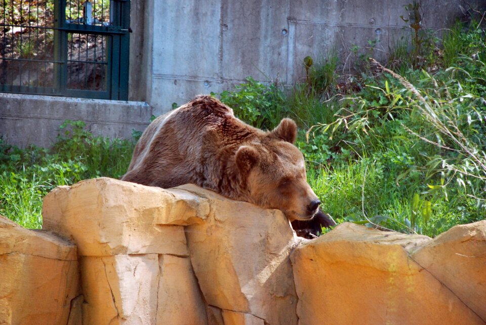 Bear mammal fur photo