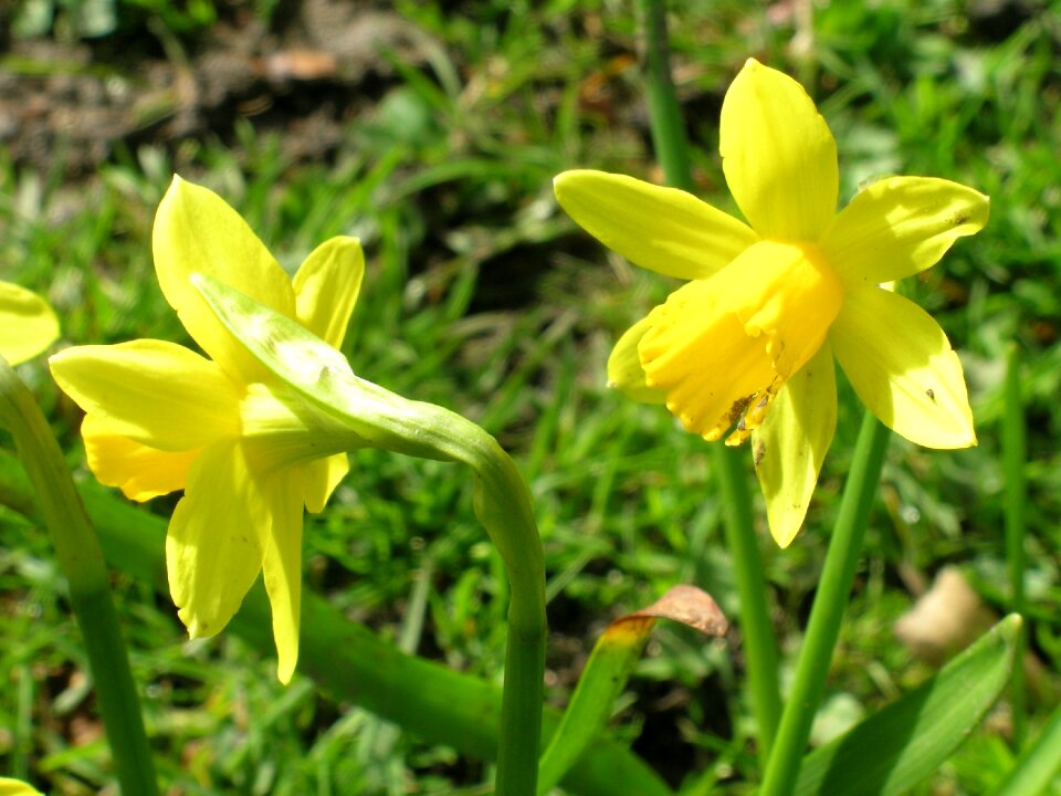Narcissus flowers spring