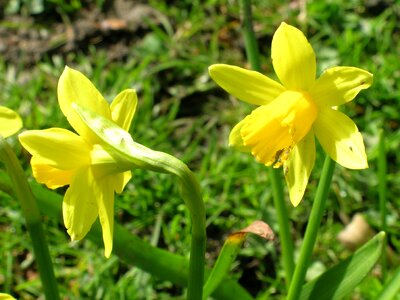 Narcissus flowers spring