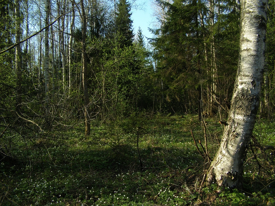Birch green wood