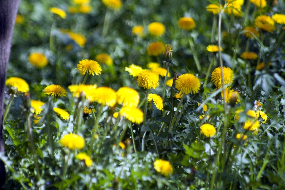 Blossom bloom yellow