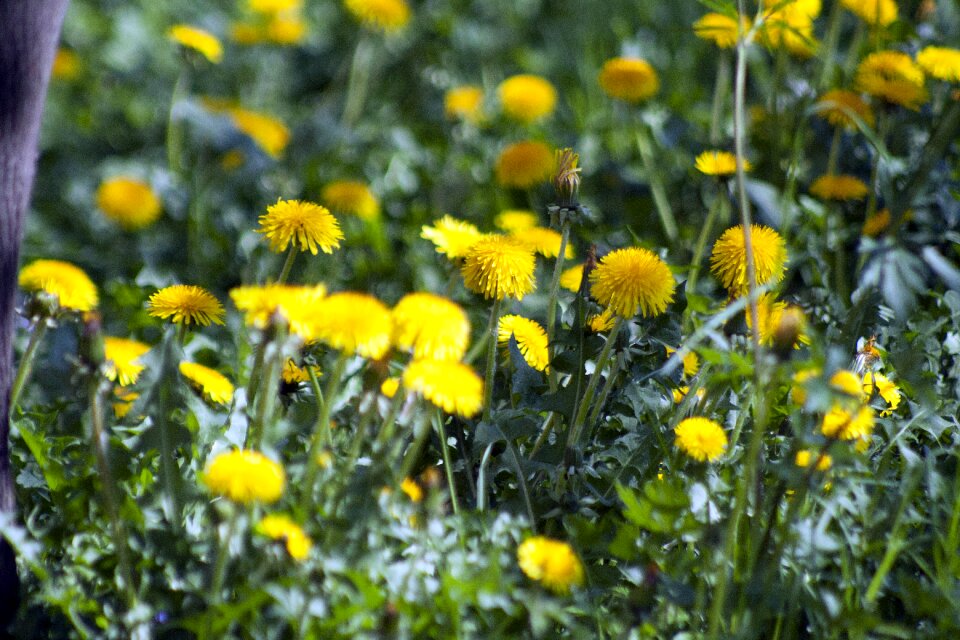 Blossom bloom yellow photo