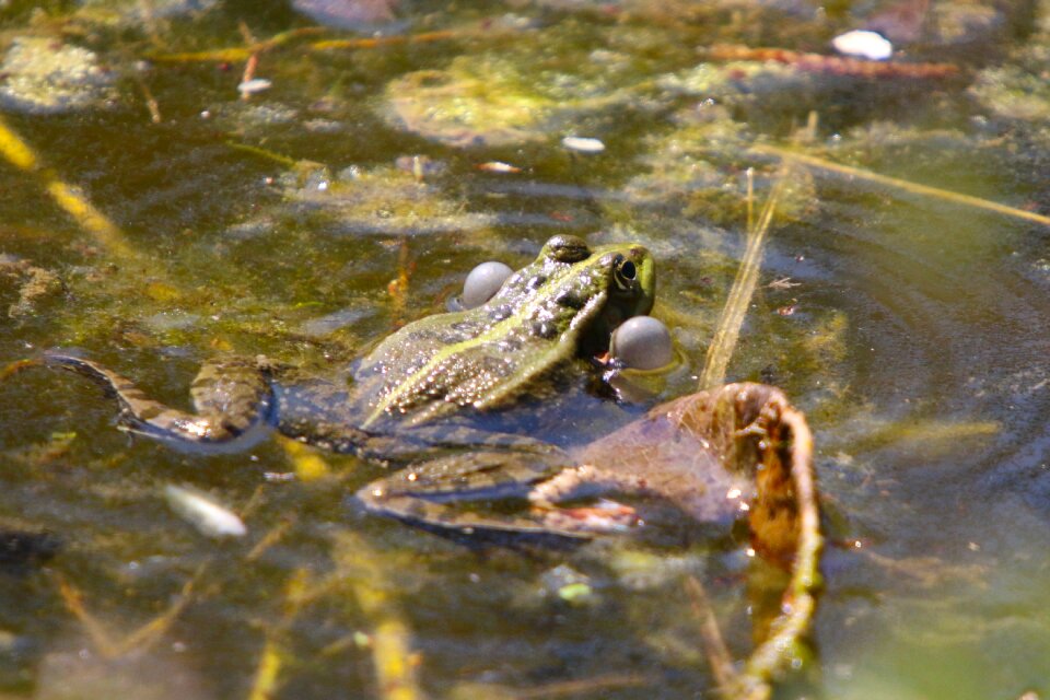 Amphibians frog quack