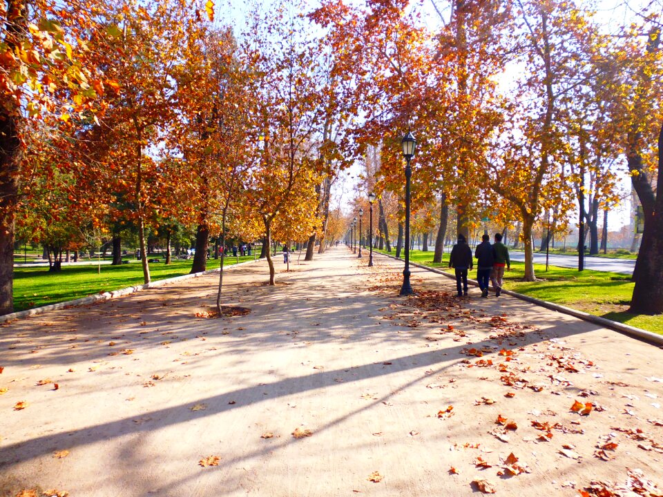 Away tree lined avenue road