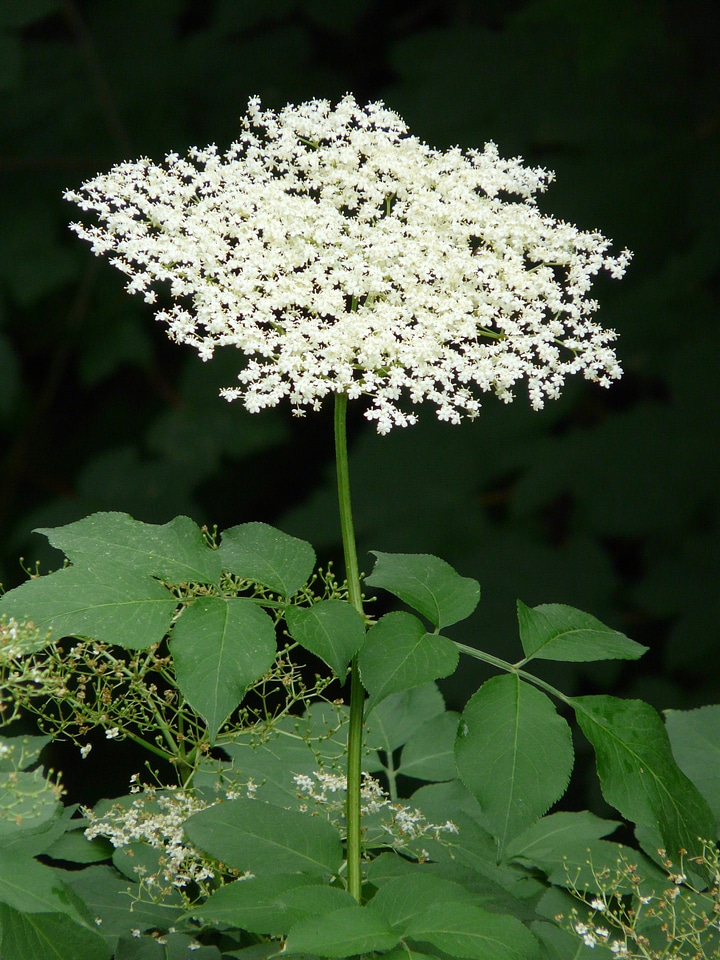 Black elderberry elder bush