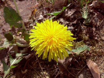 Flower spring dandelion