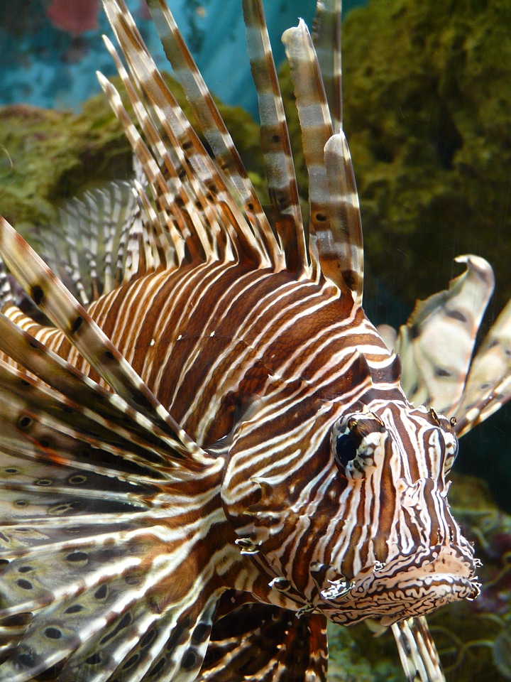 Pterois volitans pteroinae pteroini