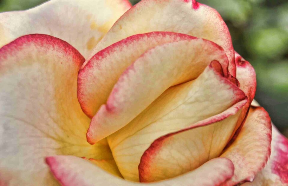 Flower blossom nature